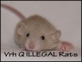 † Qvitko ILLEGAL Rats (Q12)